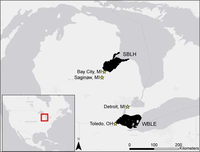 Measuring the Impact of the COVID-19 Shutdown on Great Lakes Water Quality Using Remote Sensing